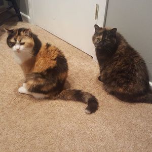 Meet your Posher, Tracy